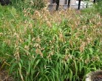 chasmanthium latifolium ab1.jpg